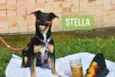 Stella