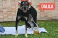Stella