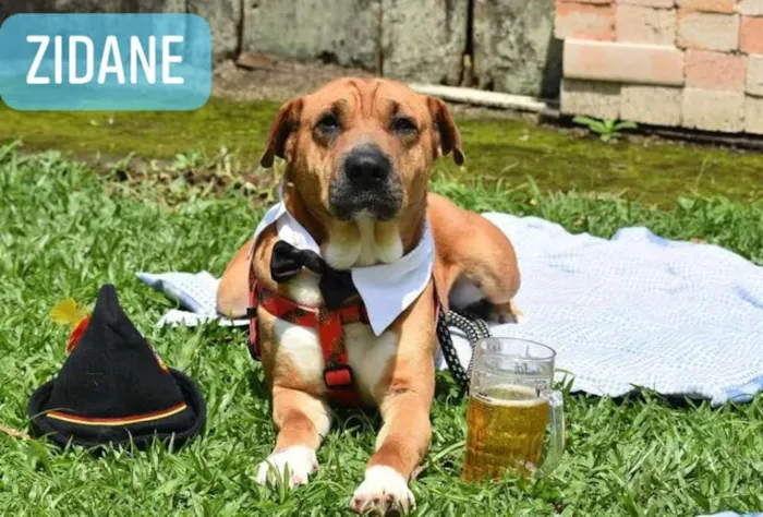 Cachorro ra a SRD idade 1 ano nome Stella