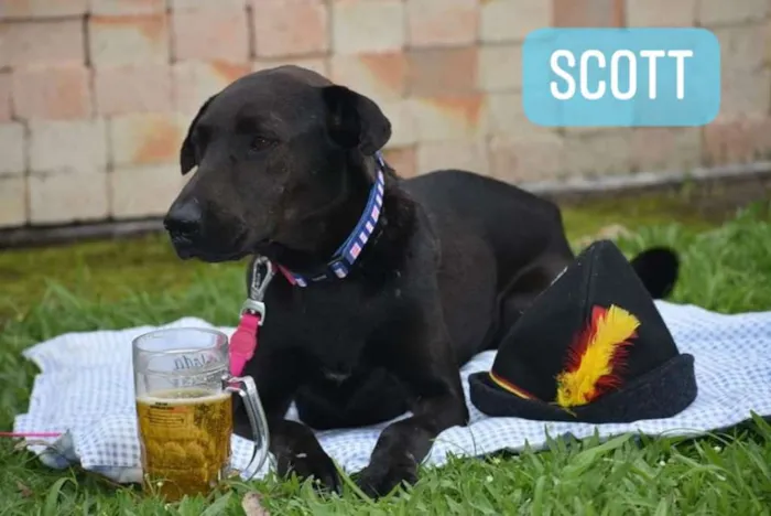 Cachorro ra a SRD idade 1 ano nome Stella
