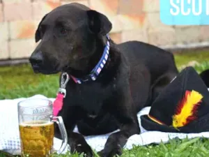 Cachorro raça SRD idade 1 ano nome Stella
