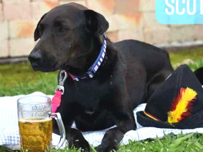 Cachorro ra a SRD idade 1 ano nome Stella