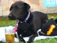 Stella