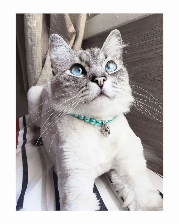 Gato ra a Indefinida idade 2 anos nome Lana