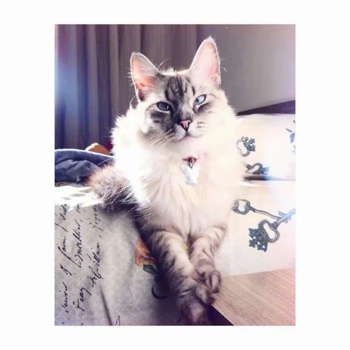 Gato ra a Indefinida idade 2 anos nome Lana