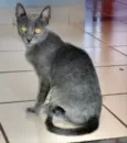 Joaquim 