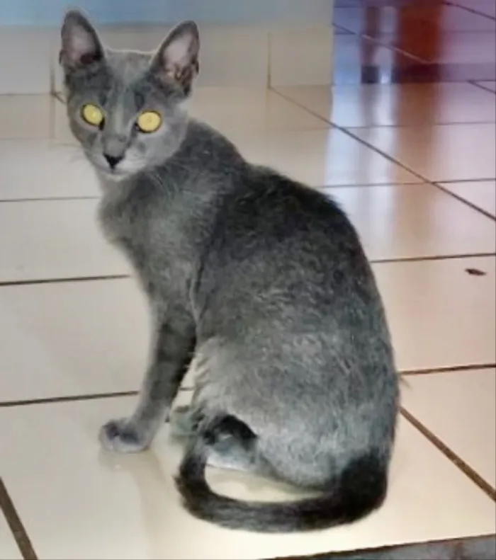 Gato ra a SRD idade 7 a 11 meses nome Joaquim 