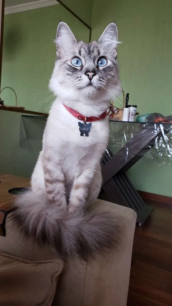 Gato ra a Indefinida idade 2 anos nome Lana