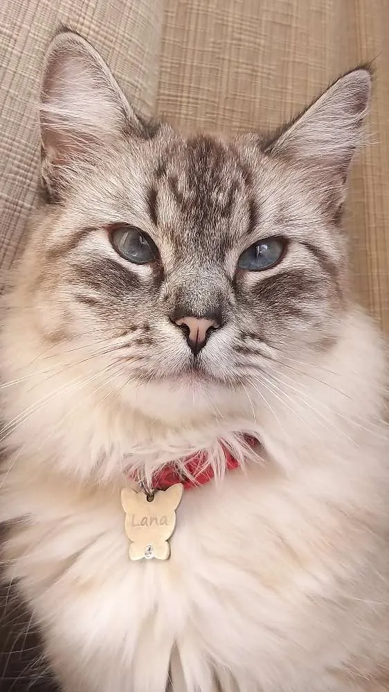 Gato ra a Indefinida idade 2 anos nome Lana