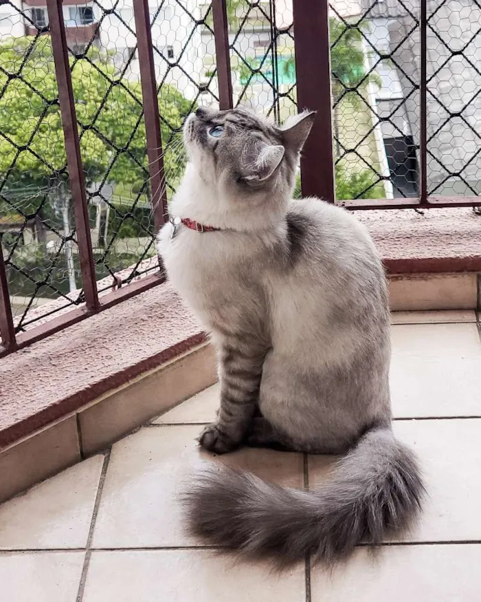 Gato ra a Indefinida idade 2 anos nome Lana