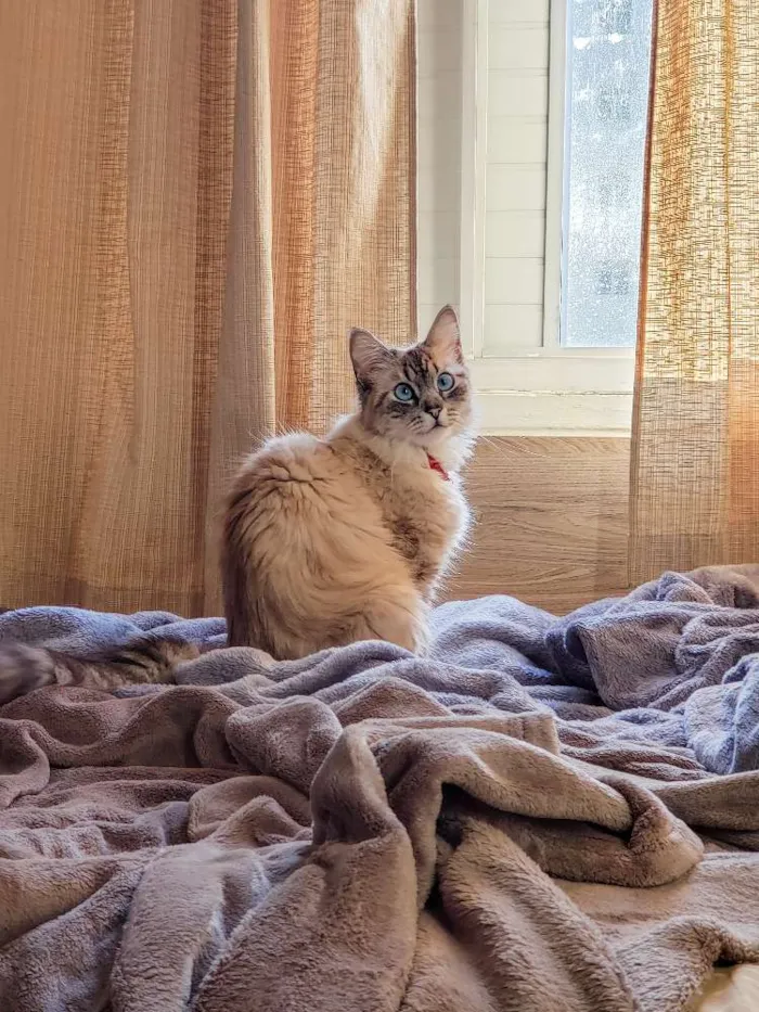 Gato ra a Indefinida idade 2 anos nome Lana