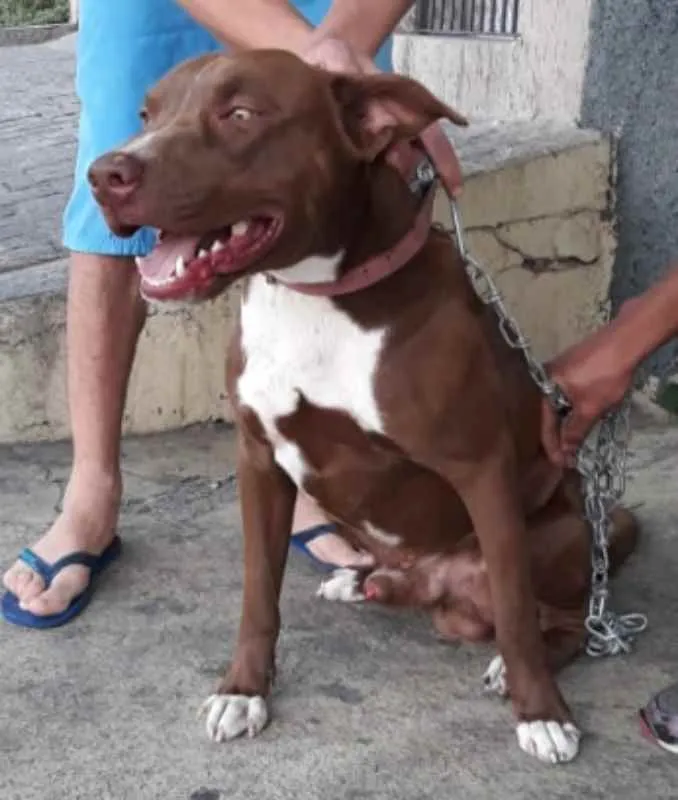 Cachorro ra a Pit Bull idade 1 ano nome Não Definido 