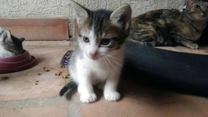 Gato ra a SRD idade Abaixo de 2 meses nome Nina, Polaco, Belinh