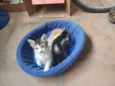 Nina, Polaco, Belinh