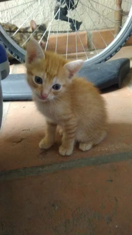 Gato ra a SRD idade Abaixo de 2 meses nome Nina, Polaco, Belinh