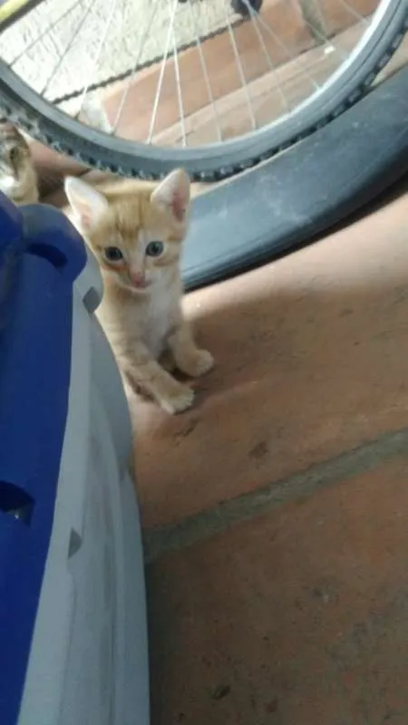 Gato ra a SRD idade Abaixo de 2 meses nome Nina, Polaco, Belinh