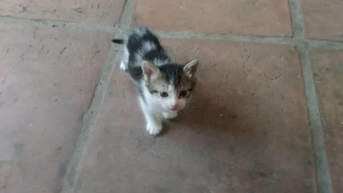 Gato ra a SRD idade Abaixo de 2 meses nome Nina, Polaco, Belinh