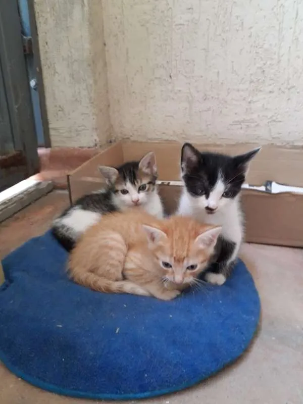 Gato ra a SRD idade Abaixo de 2 meses nome Nina, Polaco, Belinh