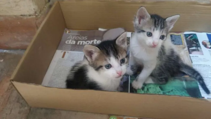 Gato ra a SRD idade Abaixo de 2 meses nome Nina, Polaco, Belinh