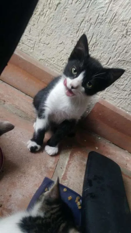 Gato ra a SRD idade Abaixo de 2 meses nome Nina, Polaco, Belinh