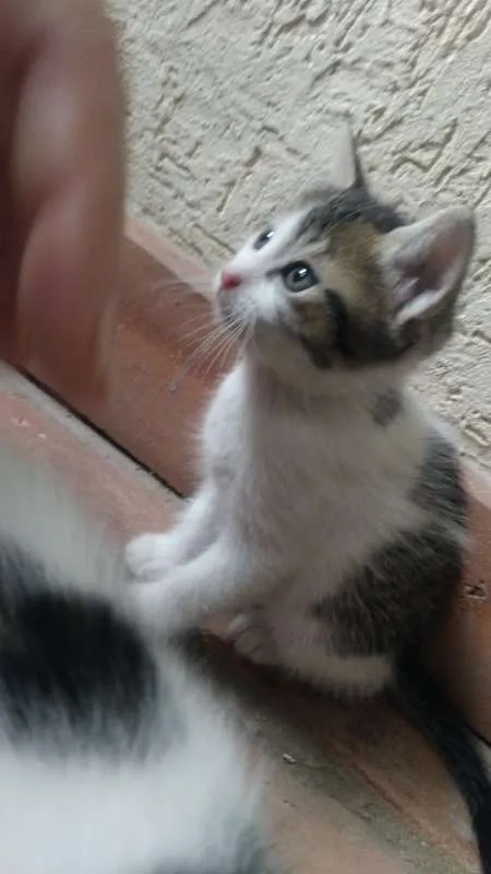 Gato ra a SRD idade Abaixo de 2 meses nome Nina, Polaco, Belinh