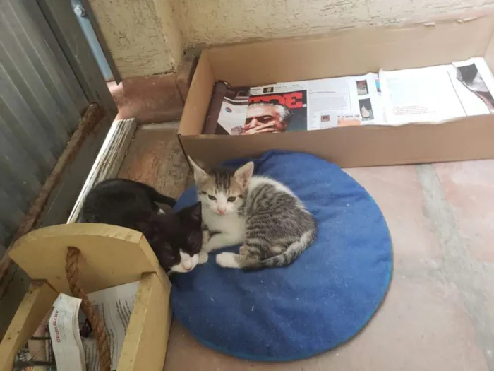 Gato ra a SRD idade Abaixo de 2 meses nome Nina, Polaco, Belinh