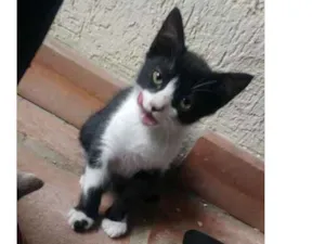 Gato raça SRD idade Abaixo de 2 meses nome Nina, Polaco, Belinh
