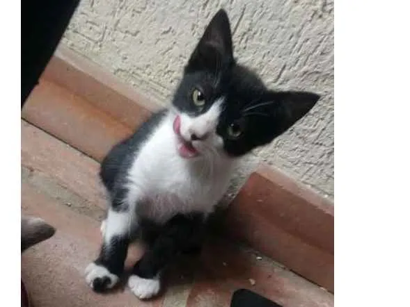 Gato ra a SRD idade Abaixo de 2 meses nome Nina, Polaco, Belinh