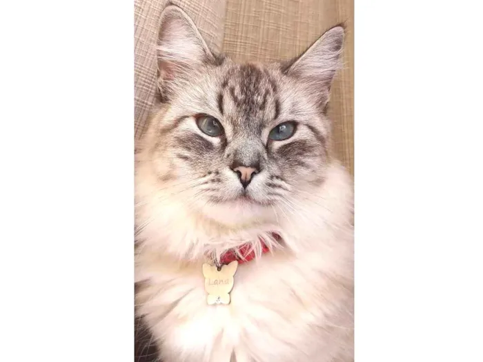 Gato ra a Indefinida idade 2 anos nome Lana