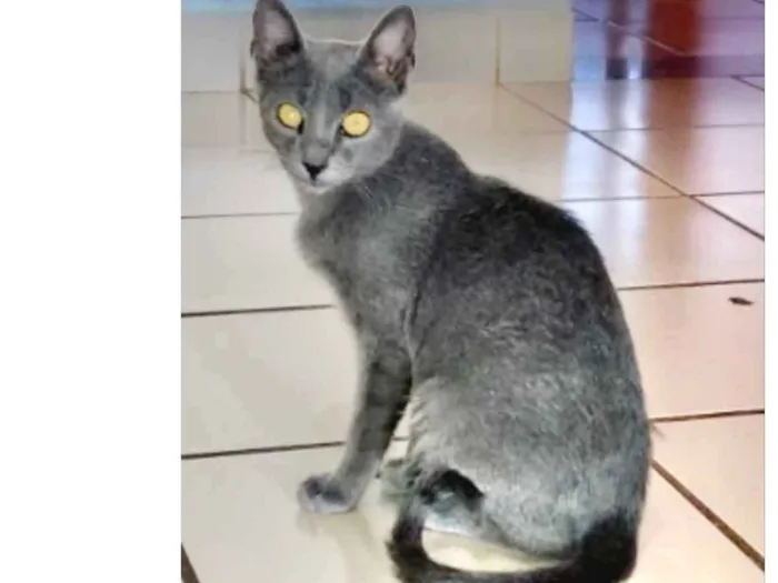 Gato ra a SRD idade 7 a 11 meses nome Joaquim 