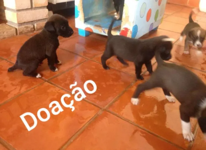 Cachorro raça  idade Abaixo de 2 meses nome Ainda não tem nome 