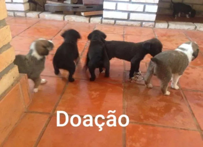 Cachorro raça  idade Abaixo de 2 meses nome Ainda não tem nome 