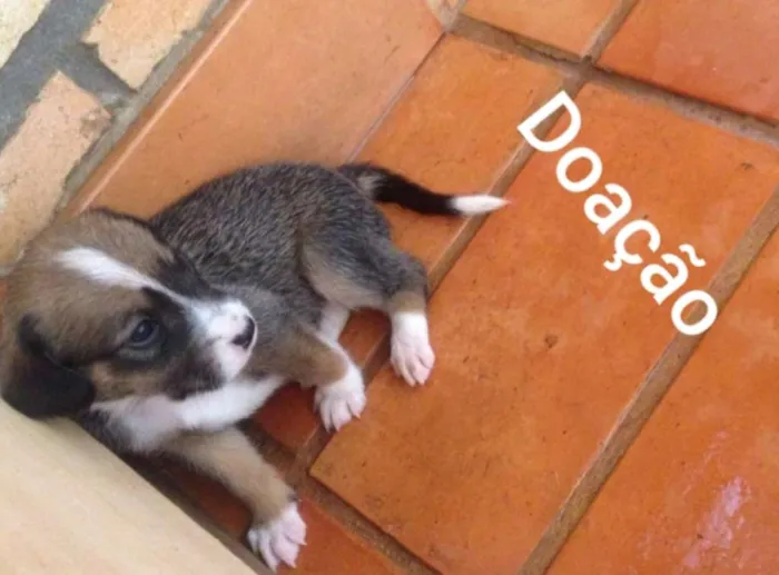 Cachorro raça  idade Abaixo de 2 meses nome Ainda não tem nome 