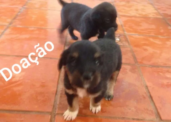 Cachorro raça  idade Abaixo de 2 meses nome Ainda não tem nome 