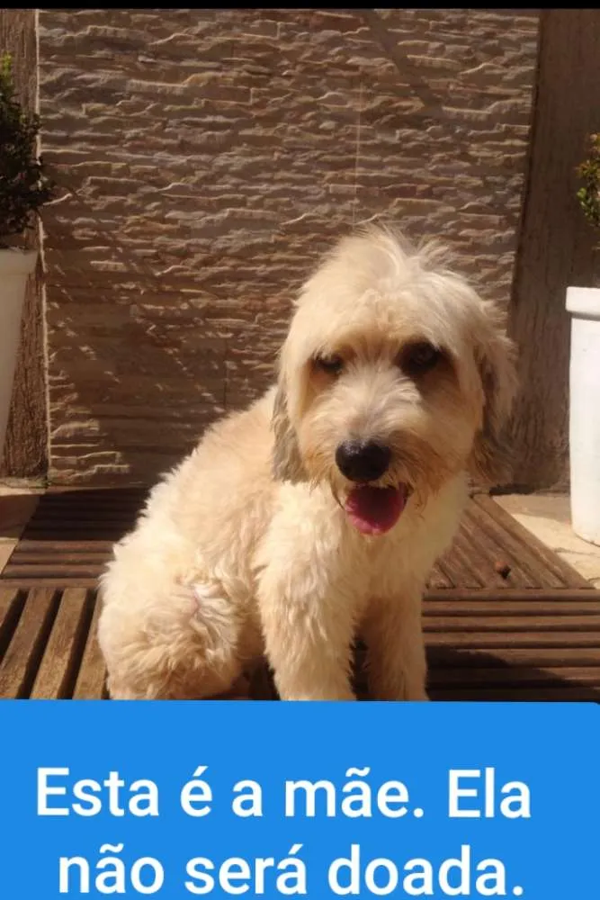 Cachorro raça  idade Abaixo de 2 meses nome Ainda não tem nome 