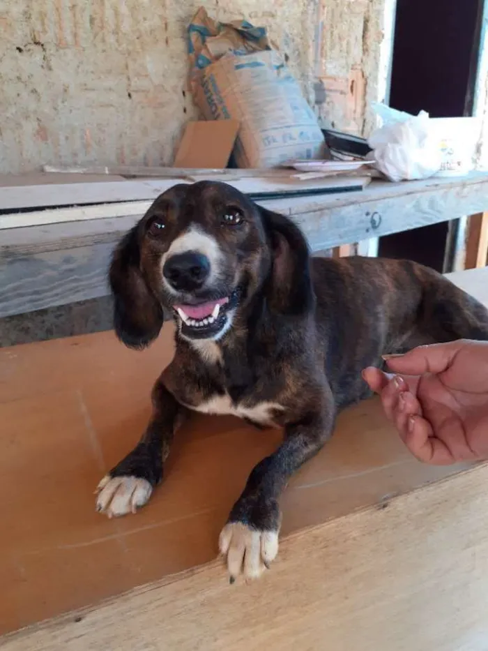 Cachorro ra a Srd idade 2 anos nome July