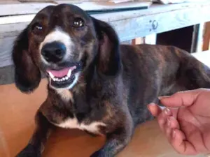 Cachorro raça Srd idade 2 anos nome July
