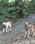 Lupi e Ellie