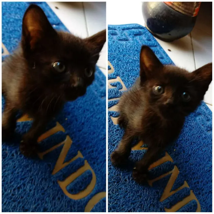 Gato raça Vira lata idade Abaixo de 2 meses nome Amora
