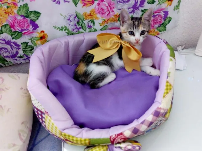 Gato raça RSD idade Abaixo de 2 meses nome Filhote fofinho