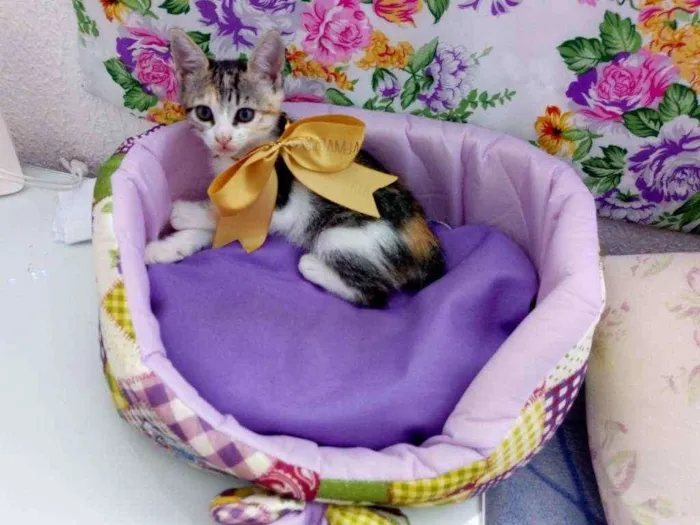 Gato raça RSD idade Abaixo de 2 meses nome Filhote fofinho