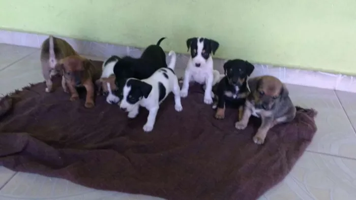 Cachorro raça Indefinida idade Abaixo de 2 meses nome PITOCO