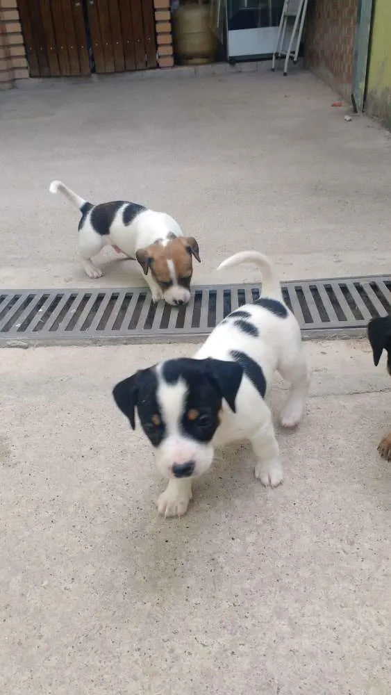 Cachorro raça Indefinida idade Abaixo de 2 meses nome PITOCO