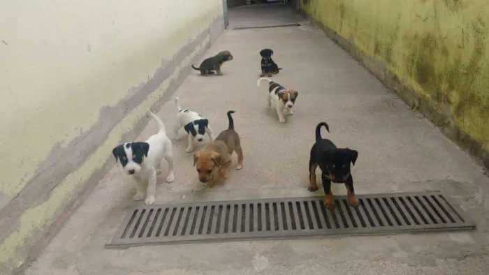 Cachorro raça Indefinida idade Abaixo de 2 meses nome PITOCO