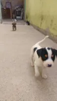 PITOCO