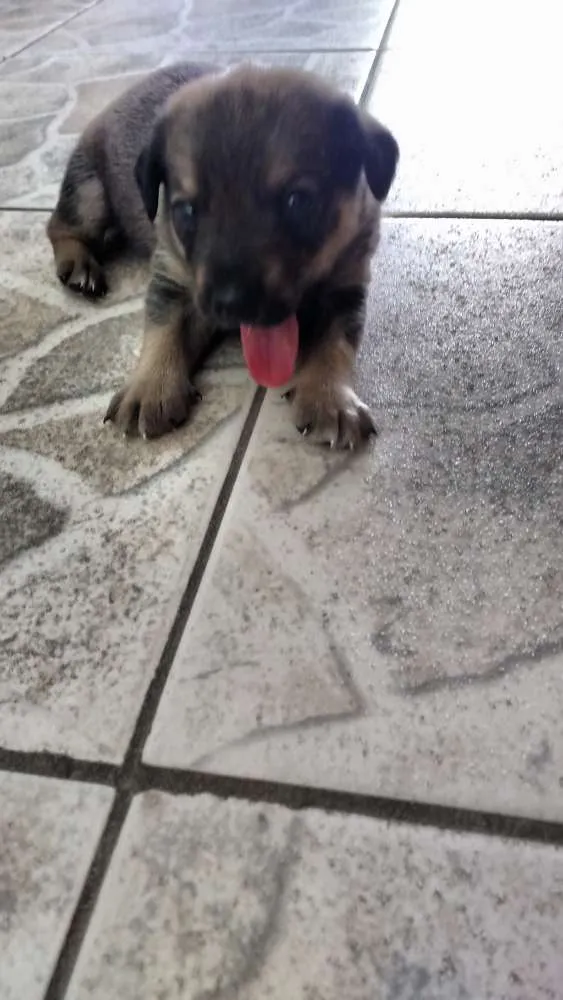 Cachorro raça Indefinida idade Abaixo de 2 meses nome PITOCO