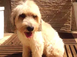 Cachorro raça  idade Abaixo de 2 meses nome Ainda não tem nome 
