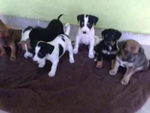 Cachorro raça Indefinida idade Abaixo de 2 meses nome PITOCO