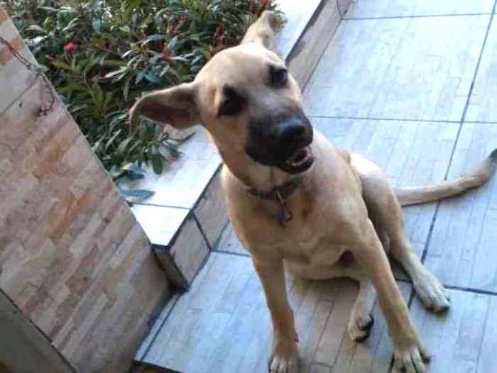 Cachorro raça SRD idade 7 a 11 meses nome Bobby 