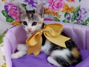 Gato raça RSD idade Abaixo de 2 meses nome Filhote fofinho